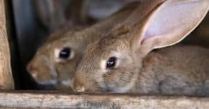 Chinaseuche sorgt für Kaninchensterben in Deutschland