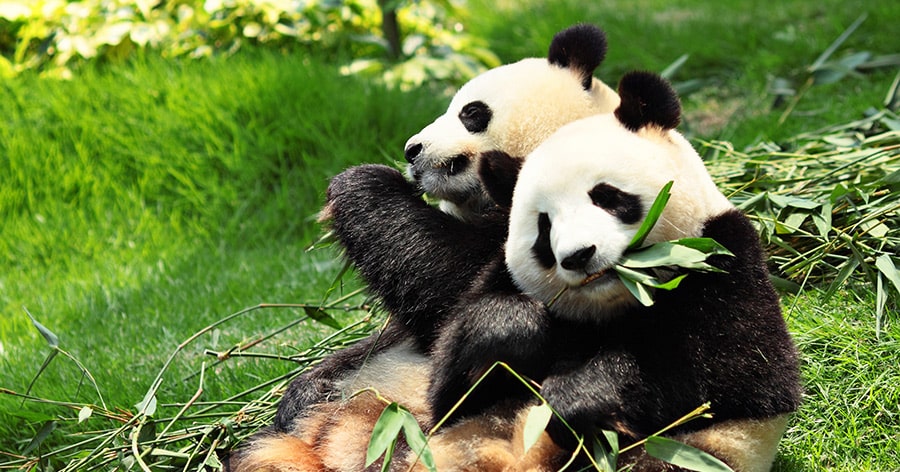 Die Pandas sind da – Schätzchen und Träumchen sind sicher gelandet
