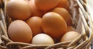 Bio-Eier - alles eine große Lüge?
