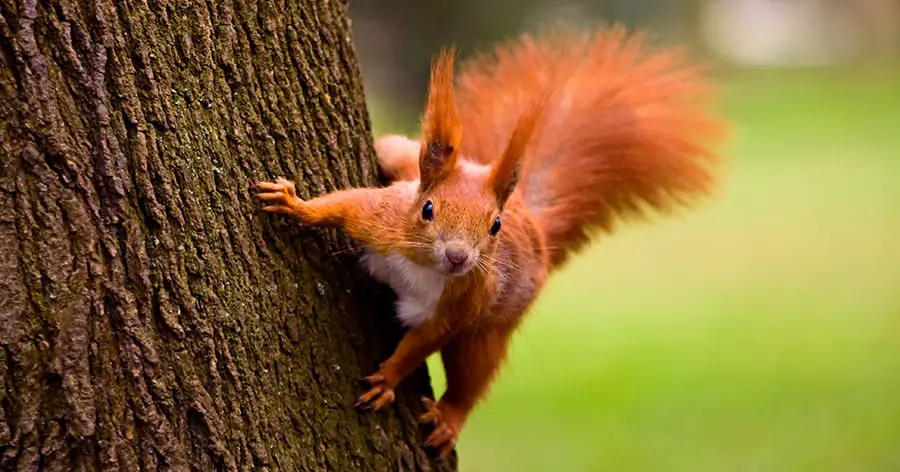 Eichhörnchenfleisch – die neue Delikatesse in England