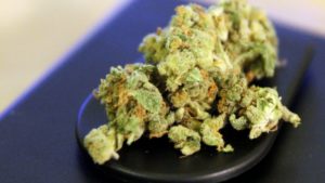 Juli-Chefin sieht Cannabislegalisierung als "Meilenstein"