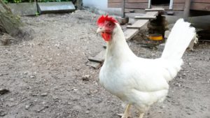 Geflügelwirtschaft dringt auf Impfstoff gegen Vogelgrippe