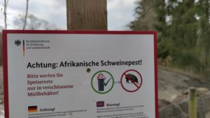 Afrikanische Schweinepest jetzt auch in Mecklenburg-Vorpommern