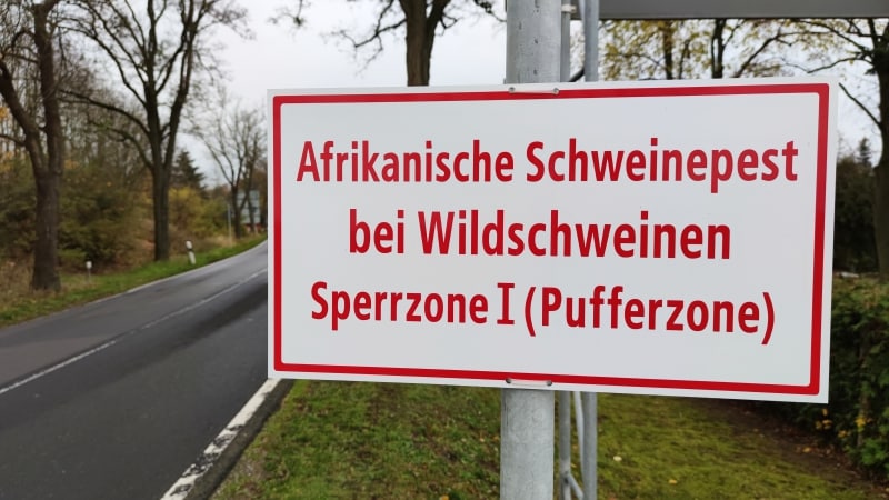 Schweinepest bei Wildschein in Mecklenburg-Vorpommern nachgewiesen