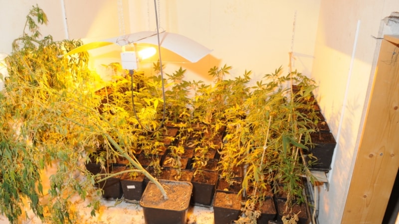 Polizei entdeckt mehr illegale Cannabis-Plantagen in Deutschland