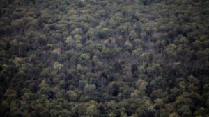 Klimaaktivistin Neubauer dringt auf internationalen Waldschutz
