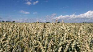Berichte über Getreidediebstahl in Ukraine - Özdemir entsetzt
