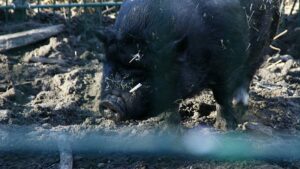 Habeck will Corona-Härtefallhilfen für Schweinehalter öffnen