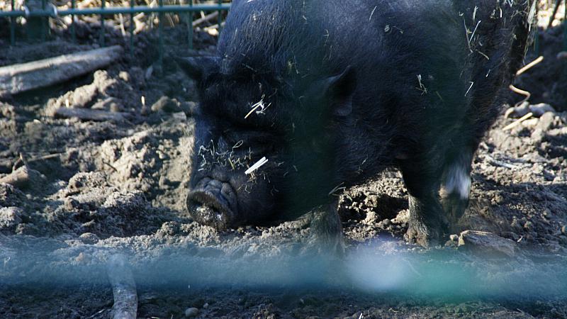 Schweinehalter fürchten ums eigene Aussterben
