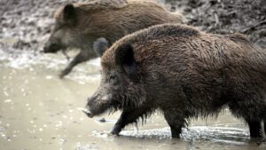US-Mediziner melden Transplantation von Schweineherz an Menschen