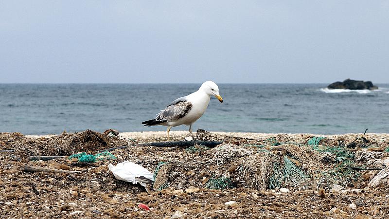 Umweltministerin fordert mehr Meeresschutzgebiete