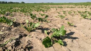 NRW befürchtet dürrebedingte Ernteeinbußen