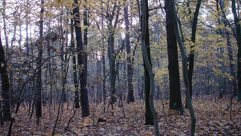 Umweltverband will zehn Prozent als Naturwald ausweisen