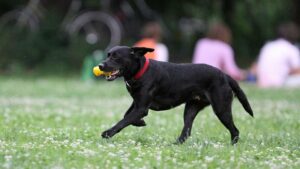 Tierschutzbund: Hälfte der Einnahmen aus Hundesteuer an Tierheime