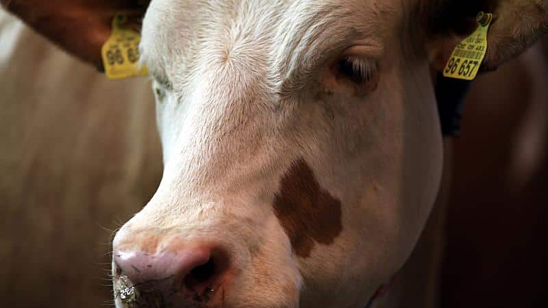 Expertin: Maismangel könnte deutsches Tierfutter-Problem bewirken