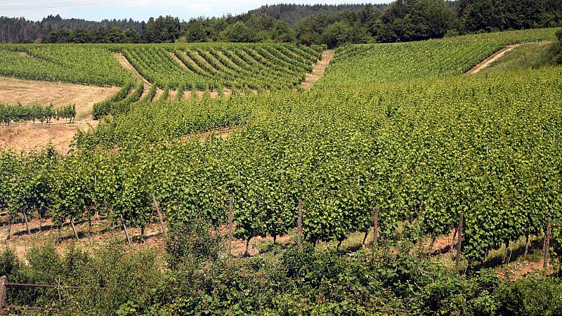 Özdemir lehnt vollständiges Pestizid-Verbot in Weinbaugebieten ab