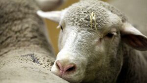 Umweltministerium empfiehlt GPS-Halsbänder für Schafe