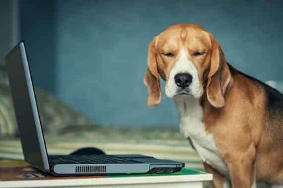 Warum Online Hundeschulen im Trend sind
