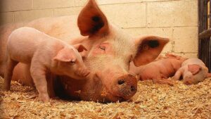 Niedrigster Schweinebestand seit Wiedervereinigung