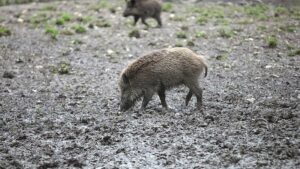Über 4.000 Schweinepest-Nachweise in Deutschland