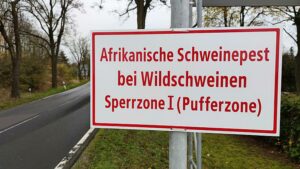 Sorge vor "Tierschutzkatastrophe" in Schweinepest-Zone