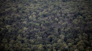 Waldbauernpräsident fordert eigene Löschflugzeuge