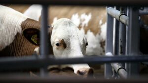 Expertenkommission warnt vor Scheitern bei Umbau der Tierhaltung