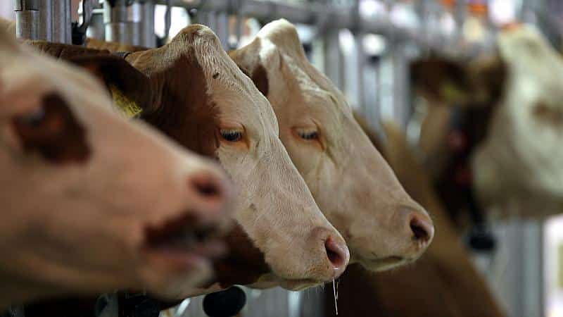 FDP sieht Zuständigkeit für Tierwohl bei Handelskonzernen
