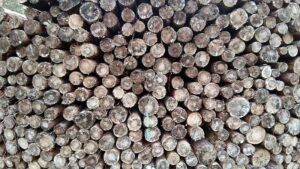 Forstexperte vermutet "internationale Holzmafia" in Wäldern