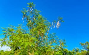 Der Moringa-Baum - wie ein grünes Talent die Welt erobert