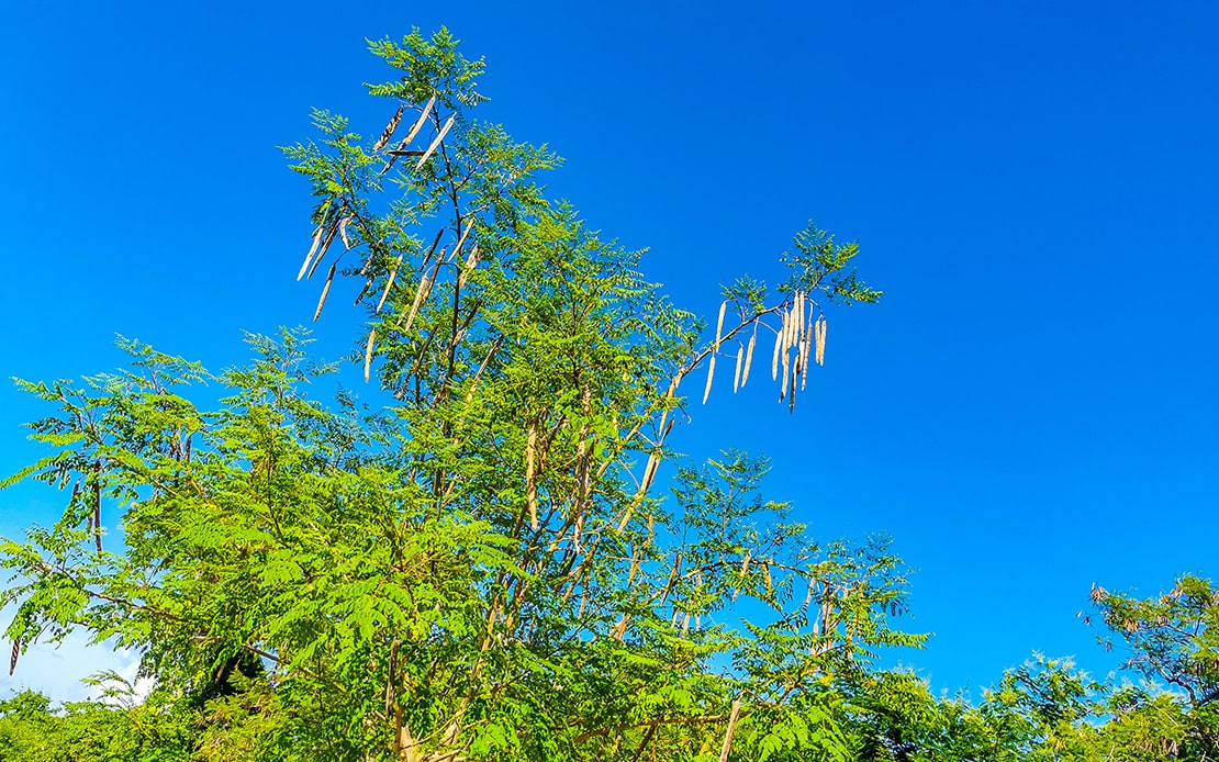 Der Moringa-Baum – wie ein grünes Talent die Welt erobert