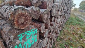 Holzindustrie fürchtet "restriktive Nutzungsverbote"