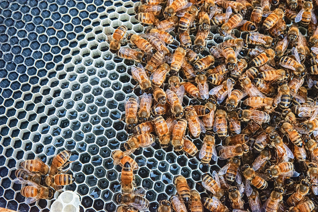 Neuer Impfstoff aus den USA ist die Rettung für Bienen