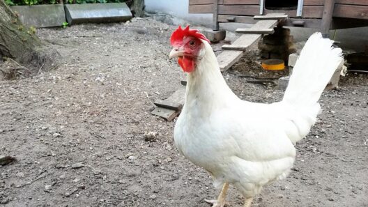 NH Nachrichten: Experte: Gefahr einer Vogelgrippe-Übertragung auf Menschen steigt