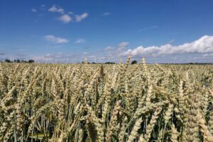 Türkei meldet Verlängerung von Getreideabkommen