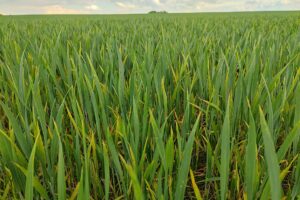 Ukraine wirft Russland "Sabotage" des Getreideabkommens vor
