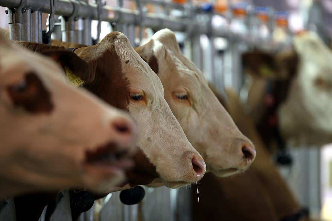 Milchbauern wollen 14 Cent pro nicht produziertem Liter Milch