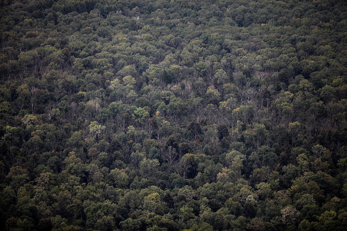 Waldbrände: Forstwirtschaftsrat verlangt mehr Löschflugzeuge
