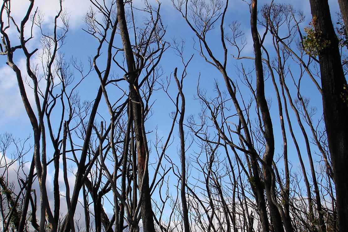 Waldbrandgefahr: Australien bereitet sich auf El Niño vor