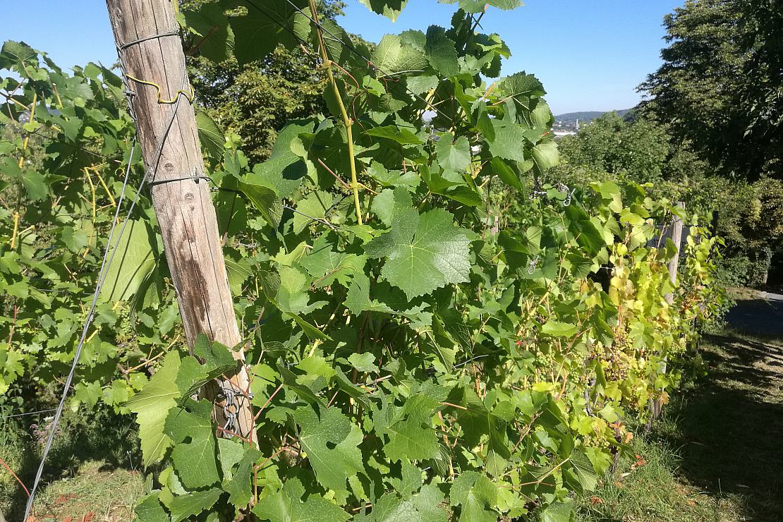 Trend zu wärmeliebenden Rebsorten im Weinanbau ungebrochen