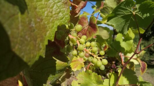FDP sorgt sich um Weinbauflächen wegen EU-Pflanzenschutzverordnung