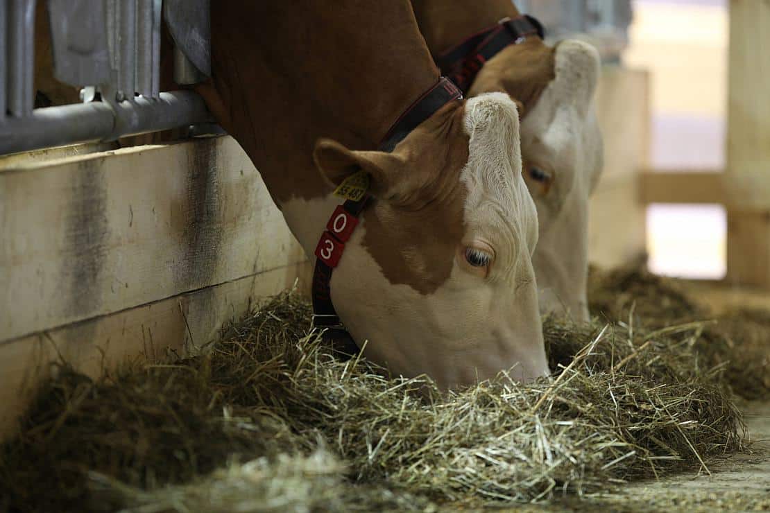 USA: Experten besorgt über Ausbreitung der Vogelgrippe bei Kühen
