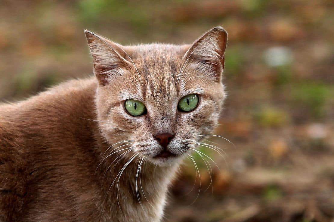 Tierschutzbund warnt vor “Katzenschwemme” im Frühjahr