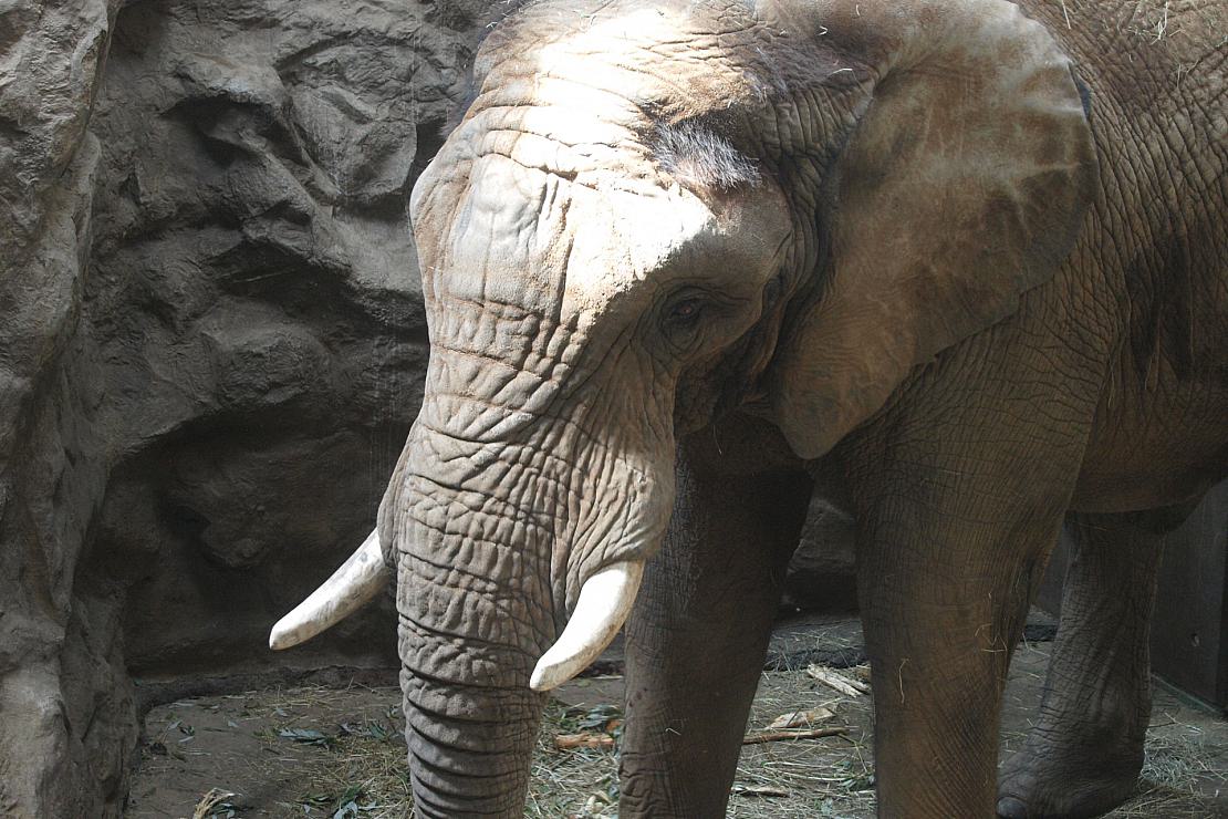 Botswana droht Deutschland mit Einfuhr von “20.000 Elefanten”