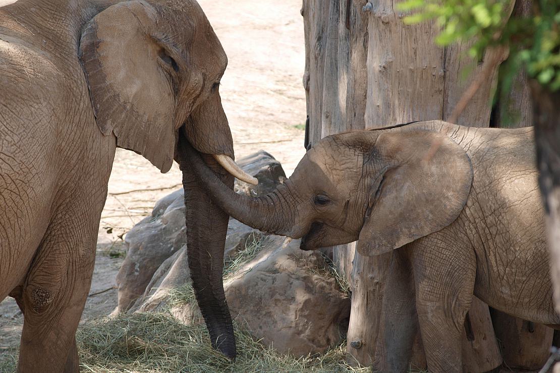 Bundesregierung nimmt Botswanas Elefanten-Drohung “zur Kenntnis”