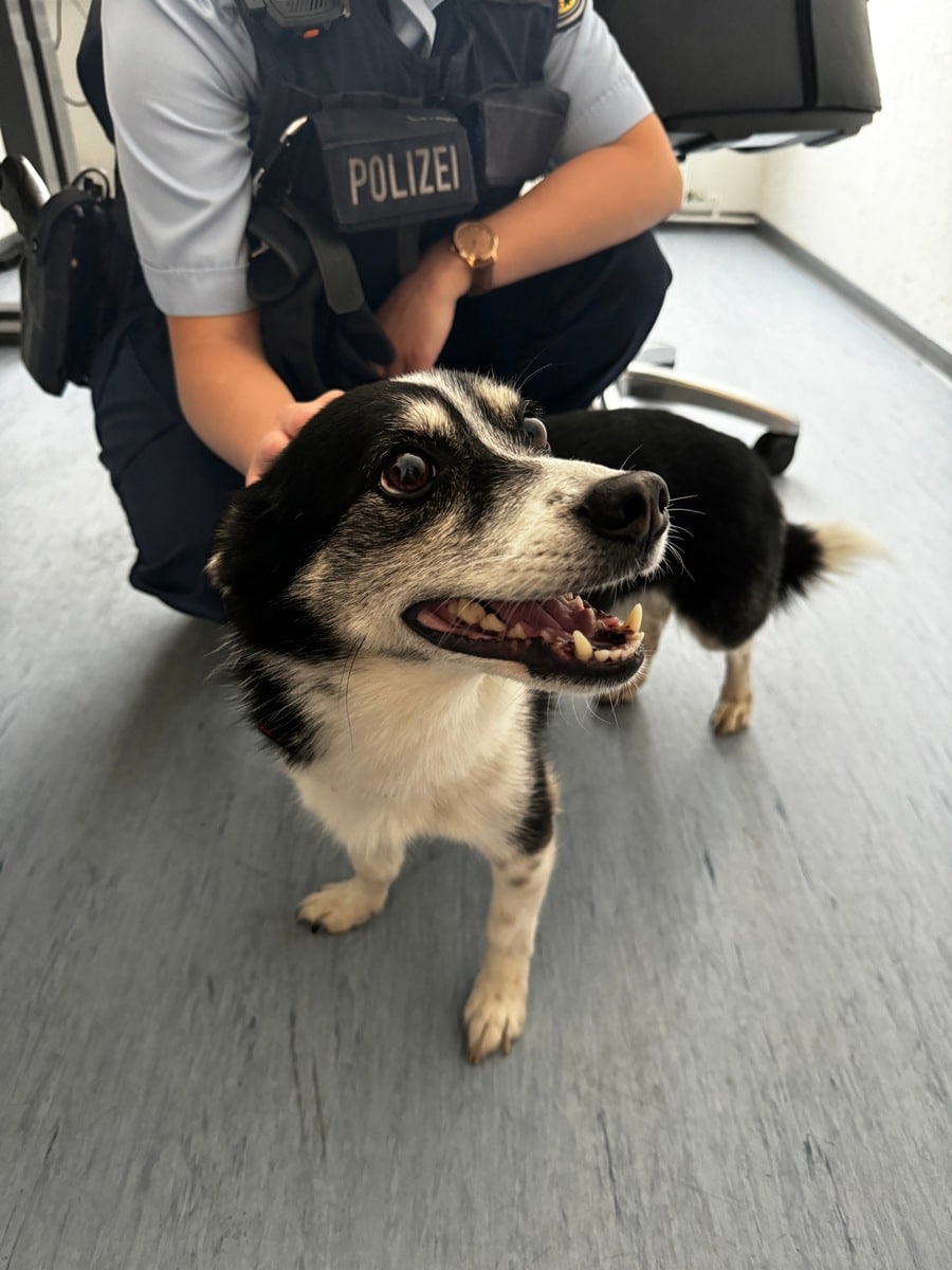 Blaulicht Polizei Bericht Hamburg: Hund im Bahnhof Altona entwendet – Tatverdächtiger vorläufig festgenommen